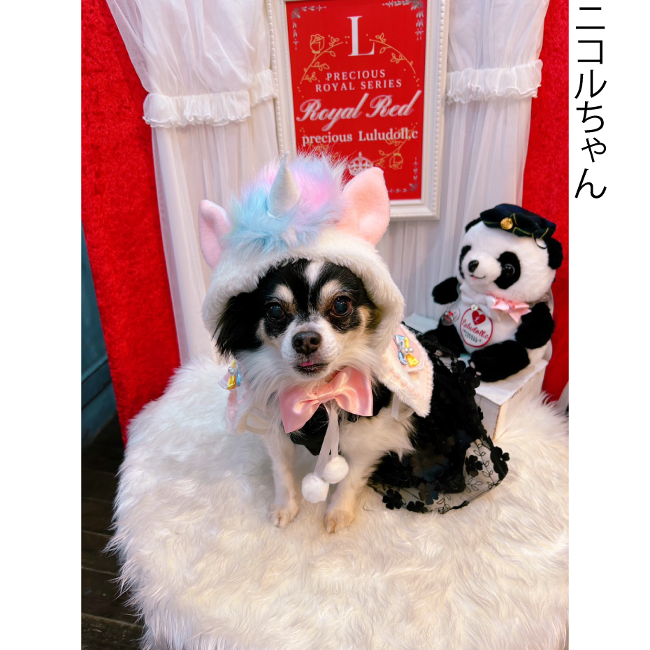 華集-Luludoll | 「ペットとオーナーさまとの楽しい毎日に華を